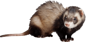 Göhlich_Umwelthygiene_Dienstleistungen_Mardervergraemung