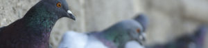 Göhlich_Umwelthygiene_Header_Taubenabwehr_HG