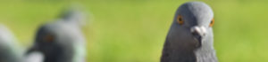 Göhlich_Umwelthygiene_Taubenabwehr_Header_Titel_HG