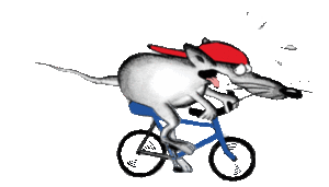 Göhlich_Umwelthygiene_Ratte_Animation