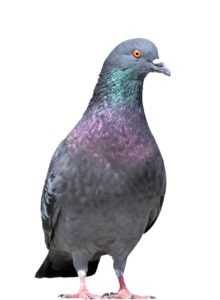 Göhlich_Umwelthygiene_Taubenabwehr_Fotolia_65993726_Subscription_Monthly_L