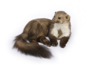 Göhlich_Umwelthygiene_Marder_Content