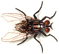 Göhlich_Umwelthygiene_tierlexikon_stubenfliege