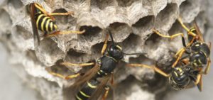 Goehlich_Umwelthygiene_Startseite_Vorteile_HG